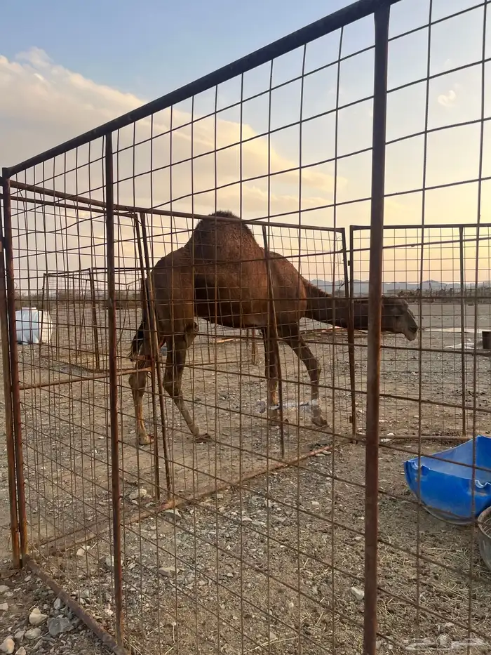 فحل احمر دم 2