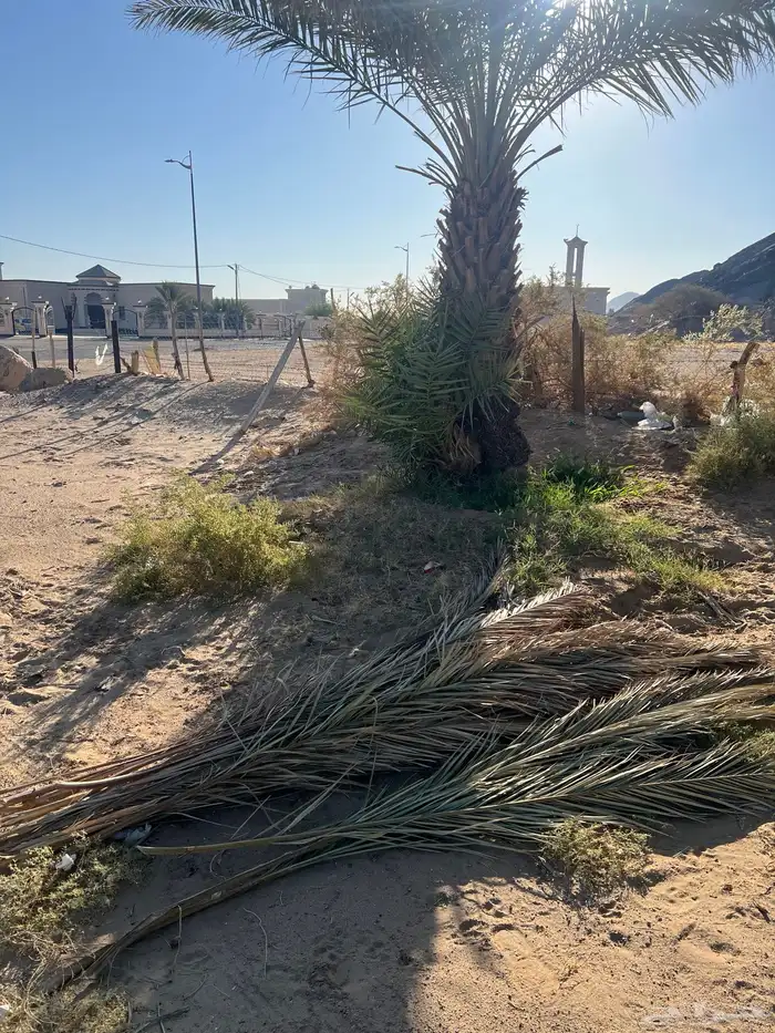 سعف حلال للبيع توه مصرف النخل 2