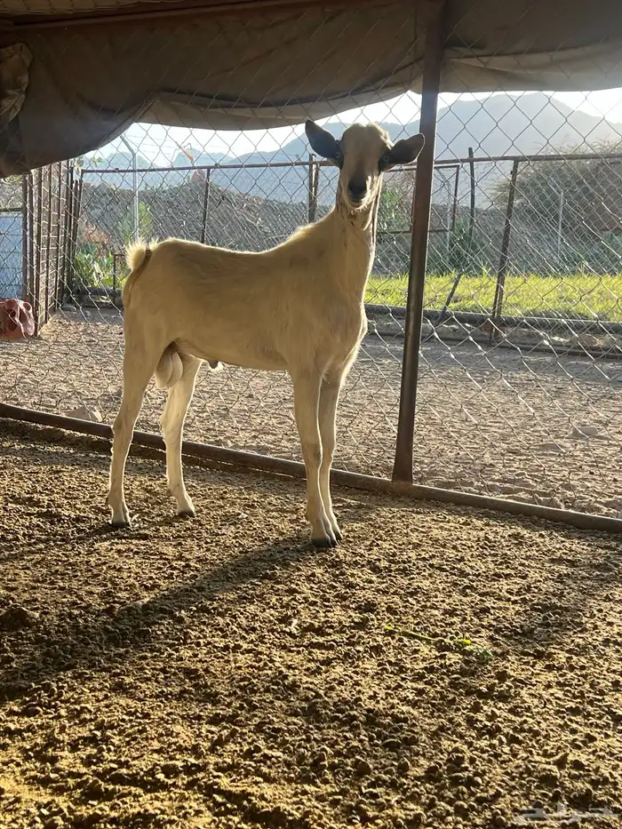 فحل جذع عمره سنه يضرب تأم 2