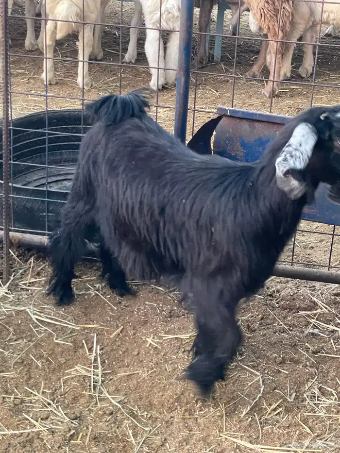 تيوس وجفرات 9