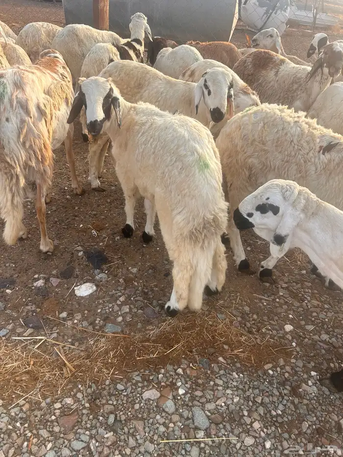 طليان سواكن 3