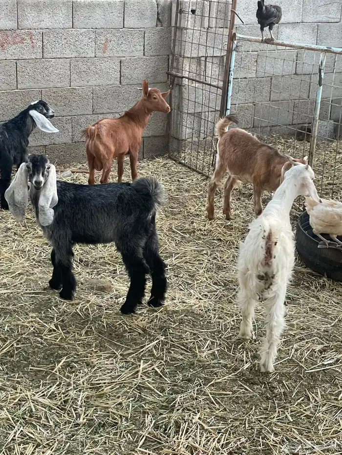 تيوس وجفرات 31