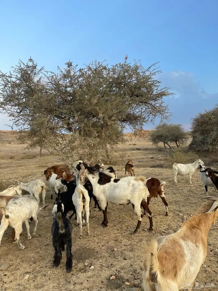 تيس فحل للبيع 2