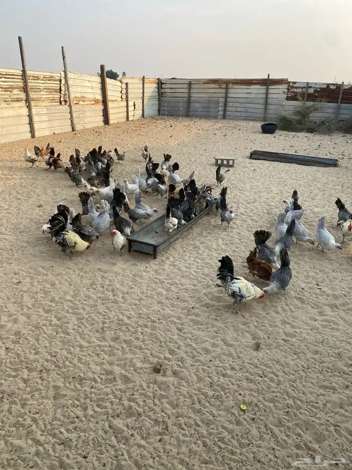 دجاج بادي بياض شرط فيه فيومي منقط وفيه قولد 2