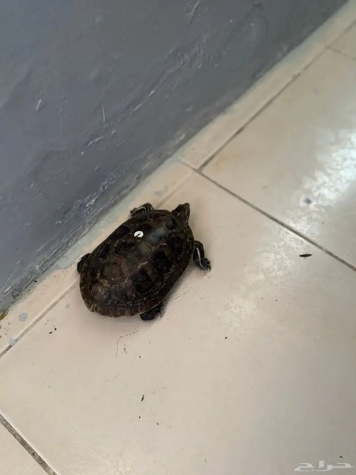 سلحفاة للبيع 1