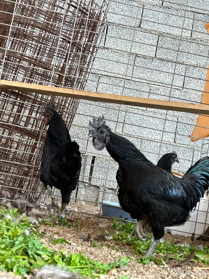 دجاج إندونيسي 4