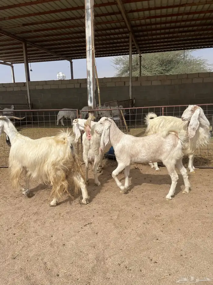 معزاء بيض للبيع 3