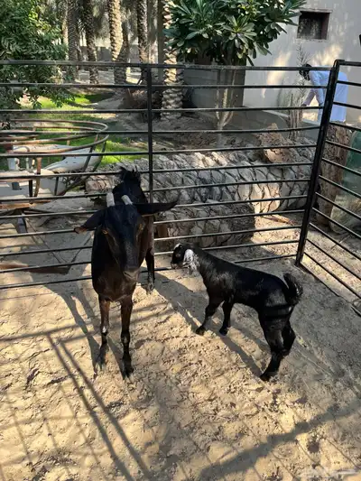 ماعز بيشي index