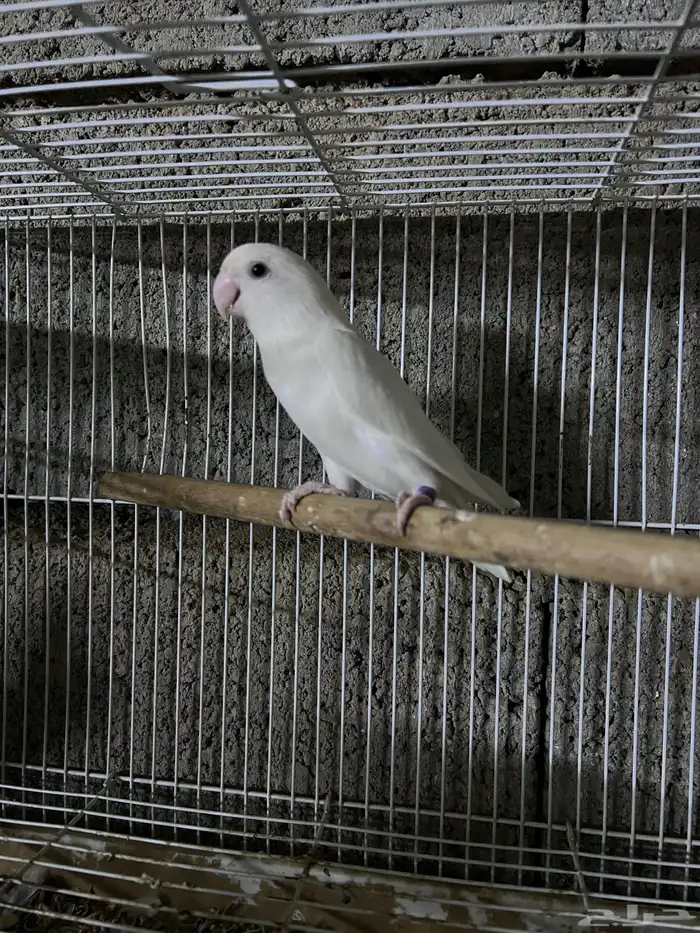 ذكر روز البينو 0