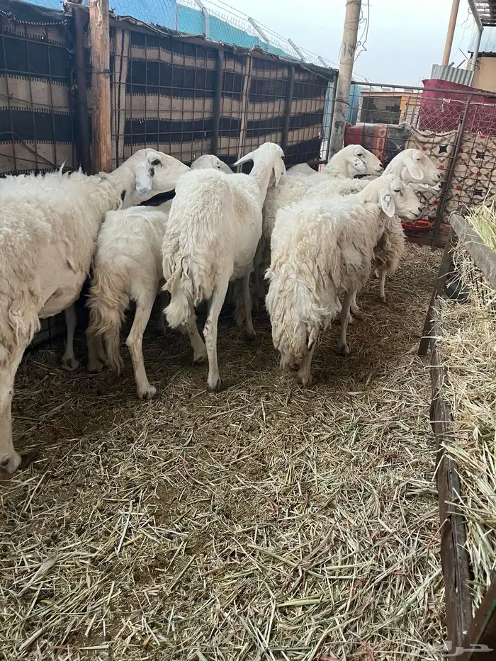 للبيع شياه 3