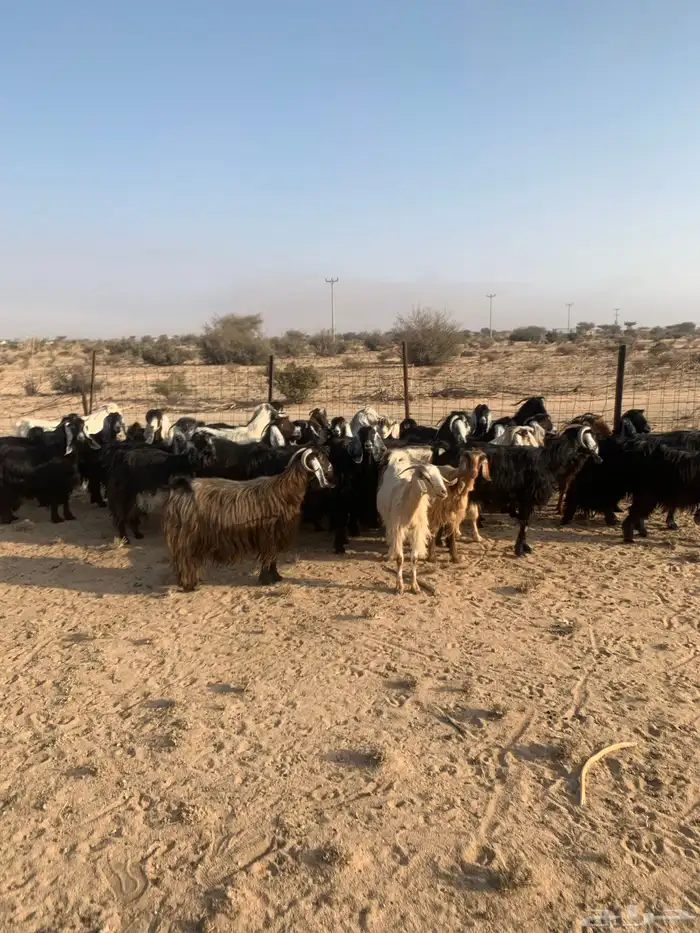 معزا مراح واحد عدد 32 1