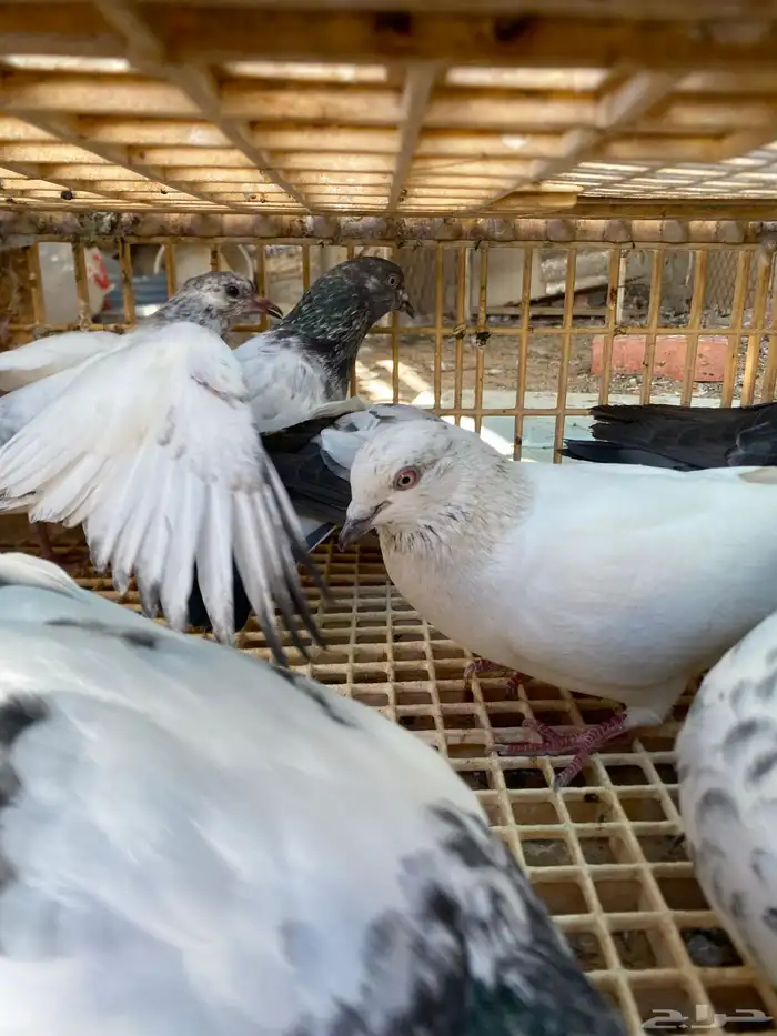 حمام باكستاني القطيفي 0