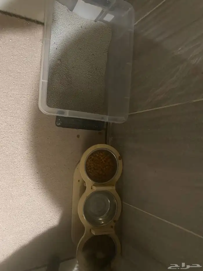 قطط ذكور للبيع 2