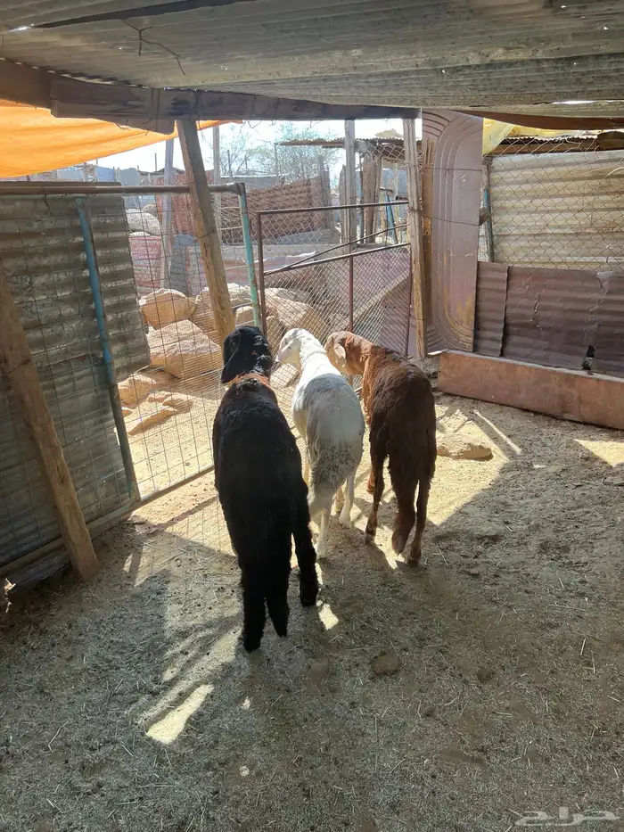 سواكن جبره 3