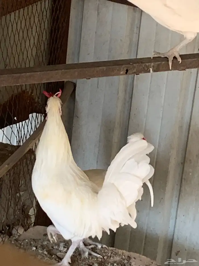 طقم حساوي اصيل 0