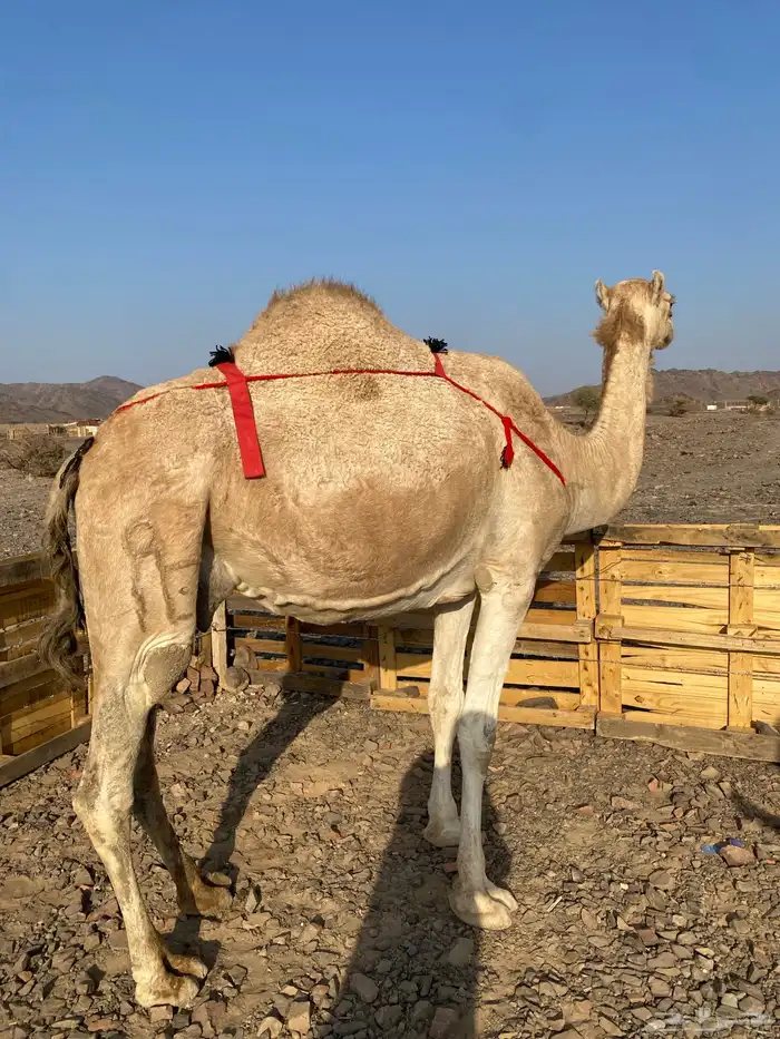 خلفه مصغر منيحه رقم واحد حليب سكر شرط الحد11500 3