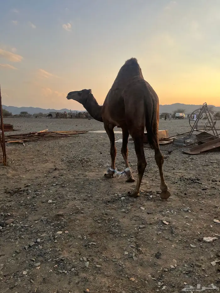 فحل احمر دم 11