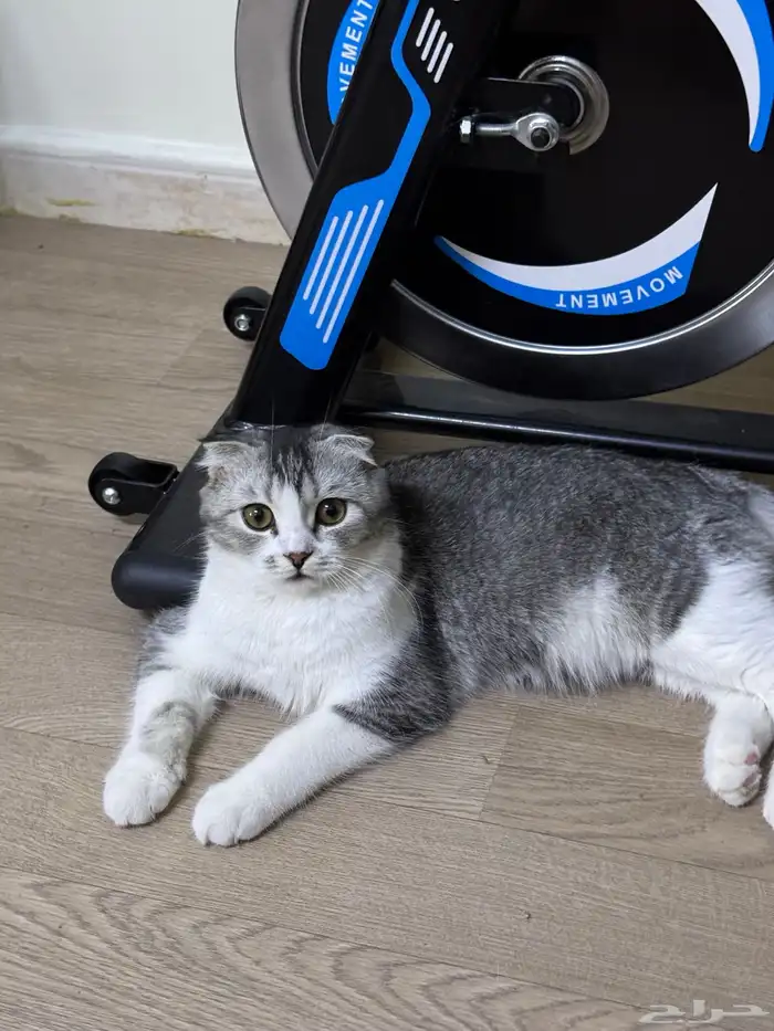 قطين سكوتش فولد للتبني 4