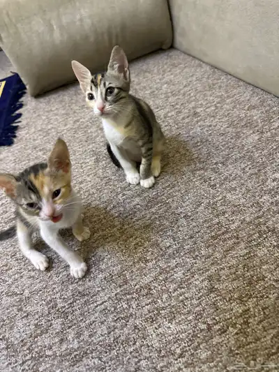 قط للتبني index