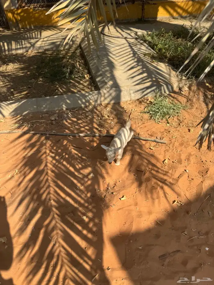 للبيع ماعز قزمية تشيكيه معها جفرة بيضاء ماكس من اب امريكي 4