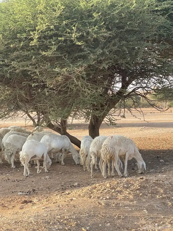 غنم حريات 20 راس دفيع شرط سونار 3