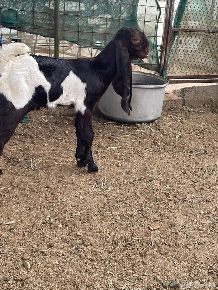 تيس هندي نادر 1