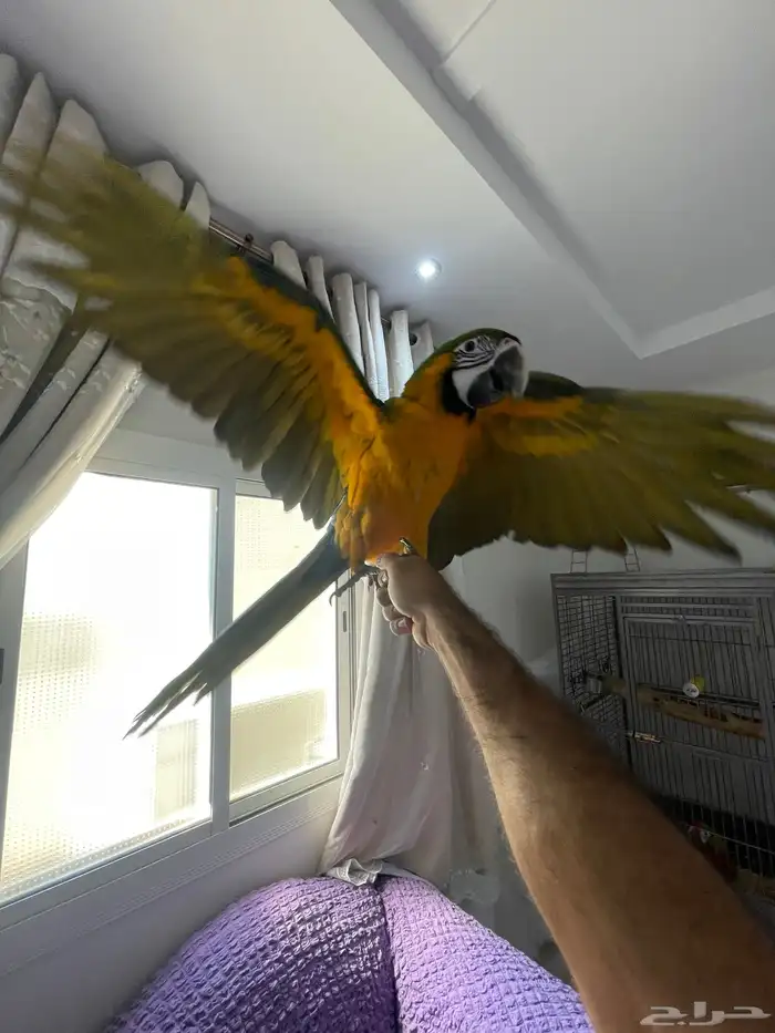 لأهل التمييز والنوادر والهدد فرخ مكاو هارلي قولد 6