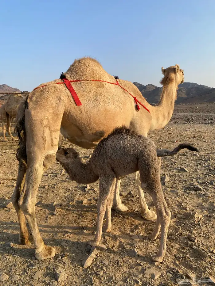 خلفه مصغر منيحه رقم واحد حليب سكر شرط الحد11500 0