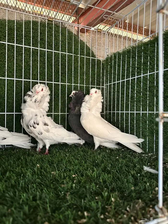 حمام بلجيكي 4