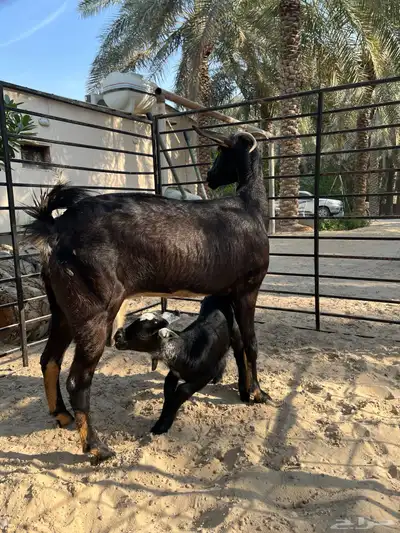 ماعز بيشي index