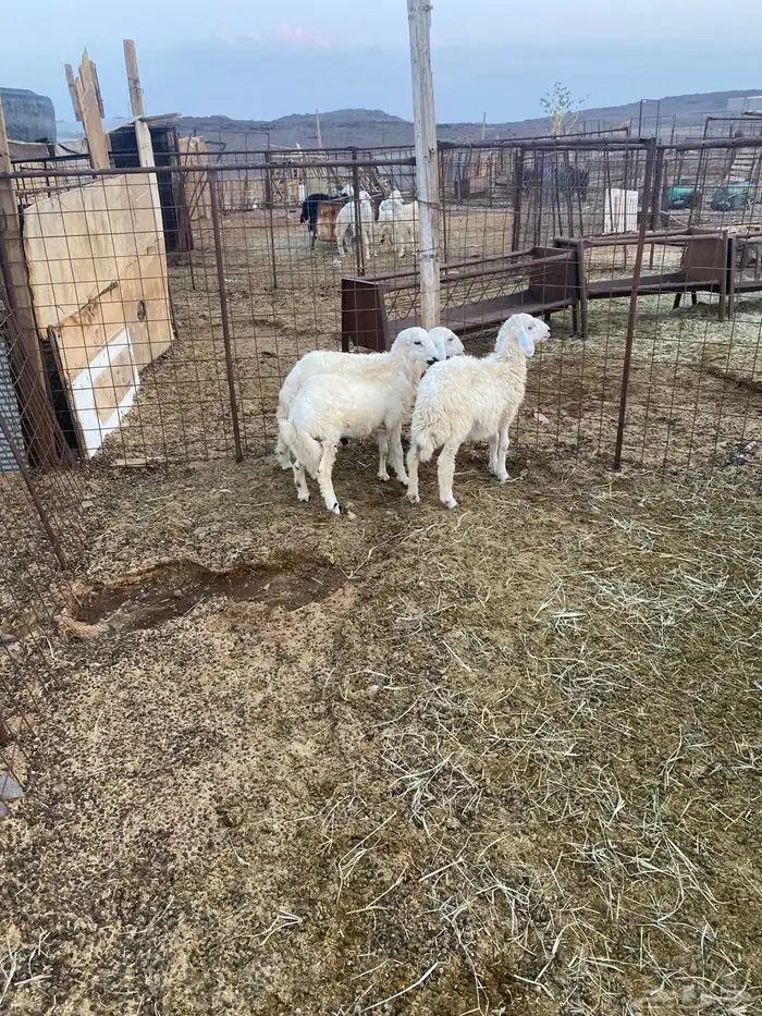 للبيع خروف ورخل حبص وخروف رفيدي 4