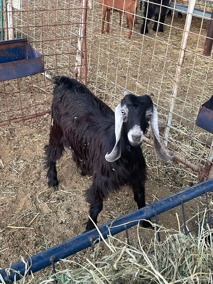 تيوس وجفرات 5