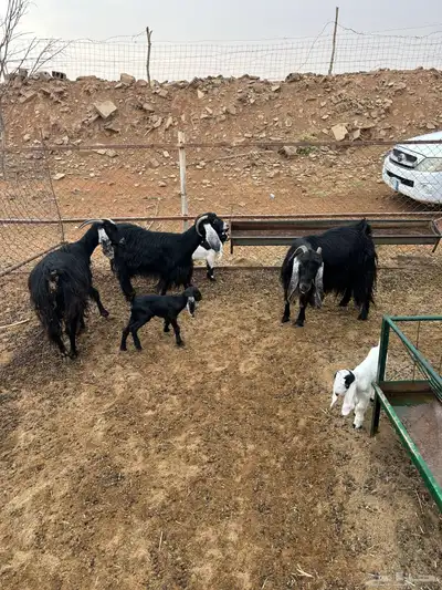 معزا ولد index