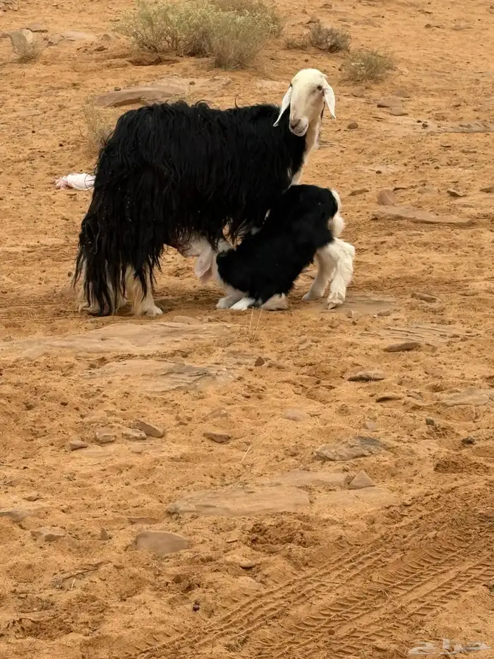 ظان مواليد أسنانها توها مسدسه ديوسها على شطر واحد معها ثلاث 7