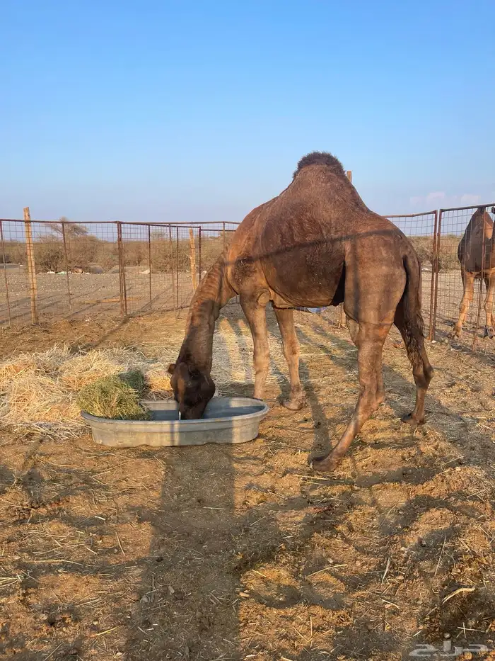 جمل احمر ادهم 1