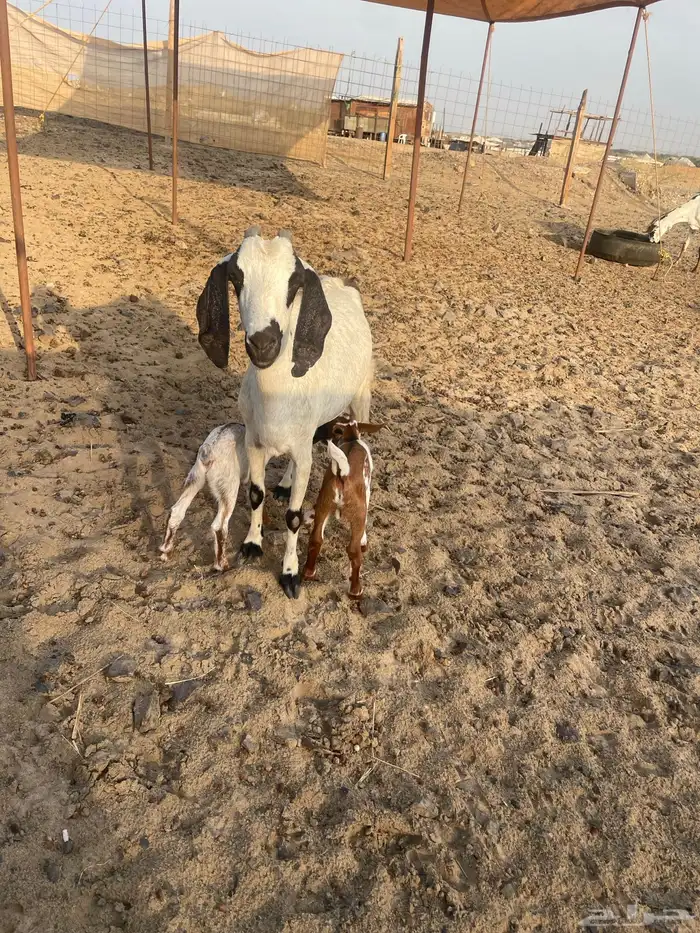 عند بيشية تحتها 2 0