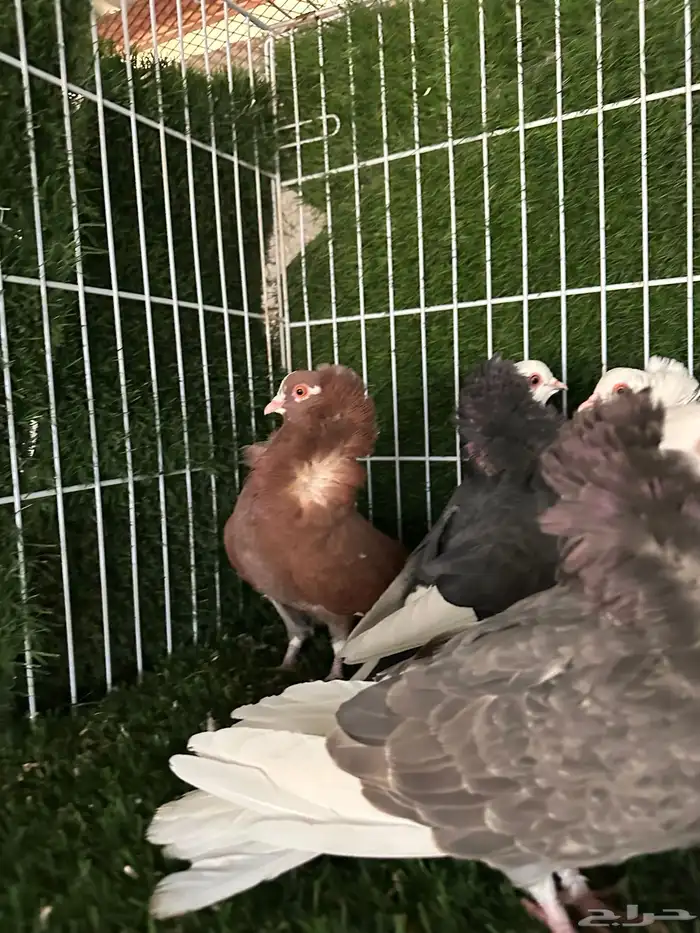 حمام بلجيكي 9