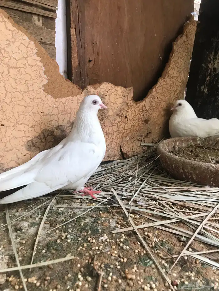 قلاب كوره الوان حلوه 1