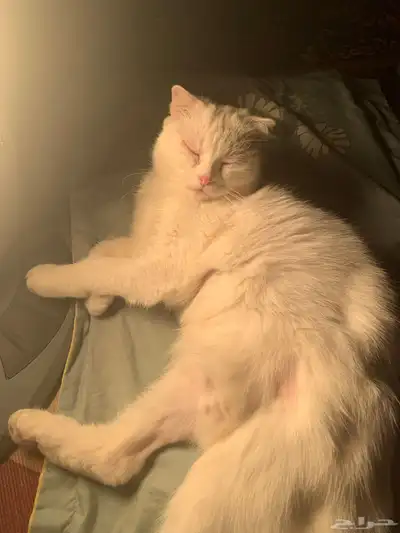 قطط سكوتش تبني بشروط index