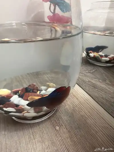 سمك زينة للبيع index