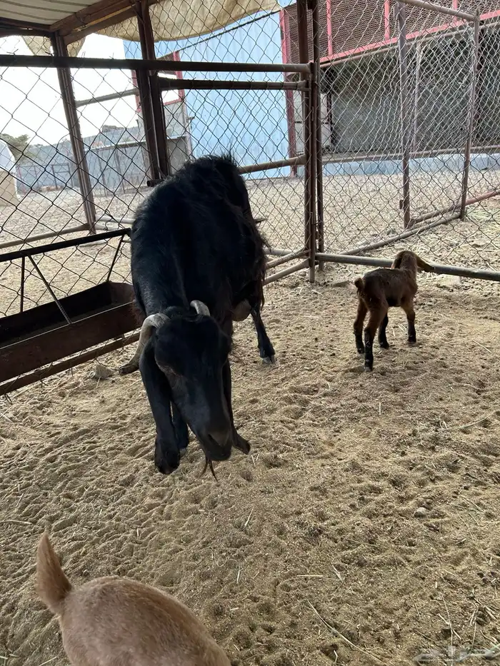 عنزين مولده للبيع 5