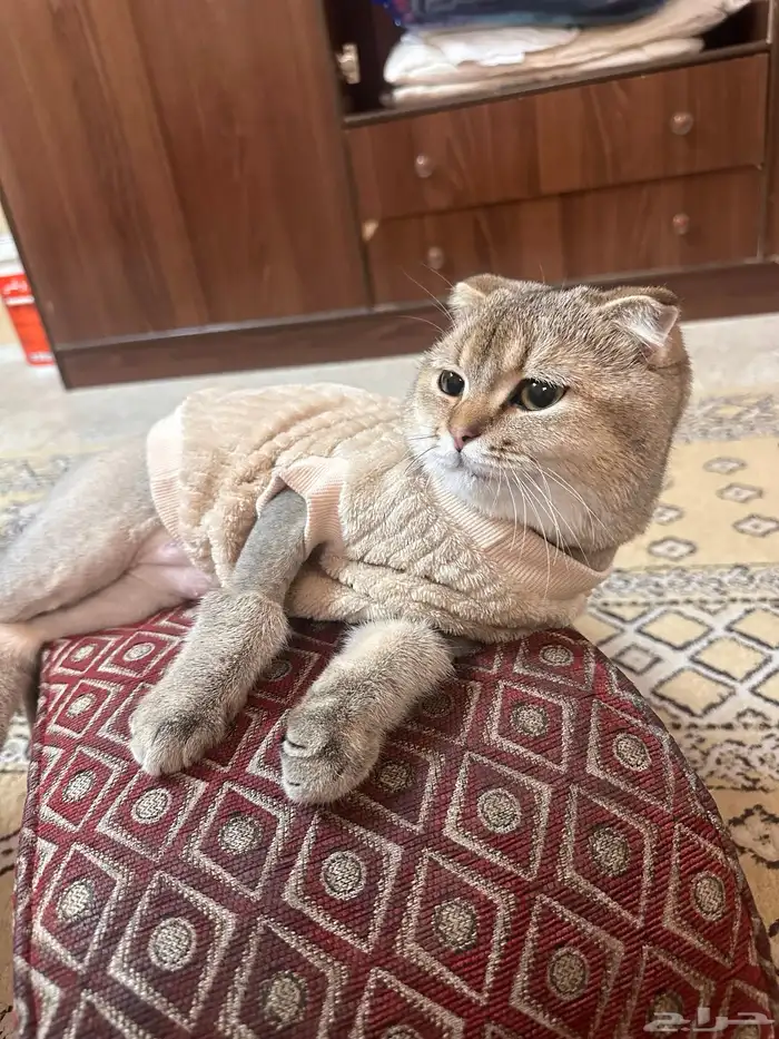 قط سكوتش ذكر 2