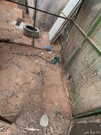 شبك بقلاوه فتحه صغير index