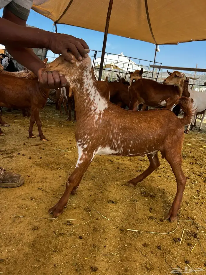 ذبائح ضيافة وثلاجة بالتقسيط ( تمارا) 3