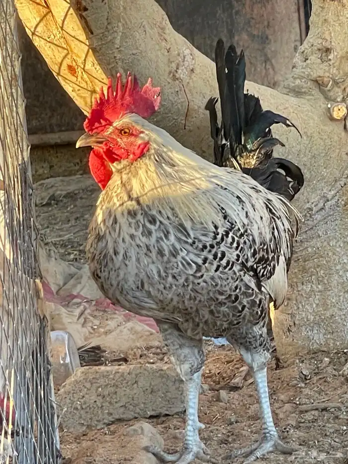 ديوك فيومي. و بلدي 0