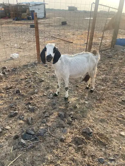 عنز بيشية تحتها 2 index