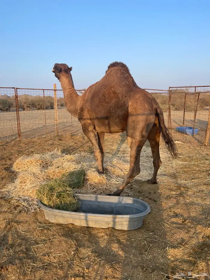 جمل احمر ادهم 6