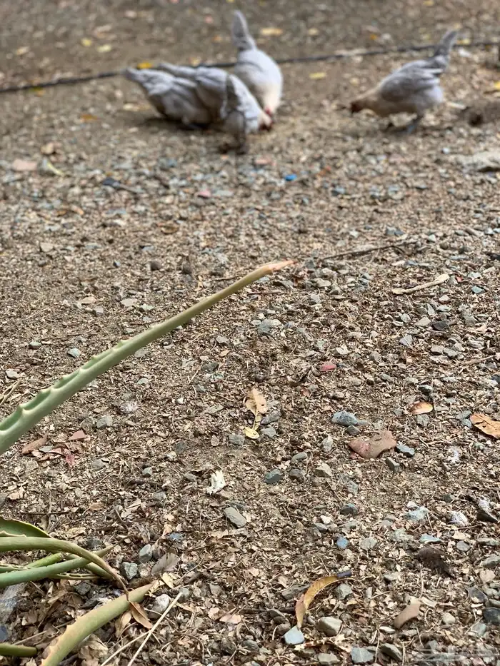 دجاج فيومي قولد ( بشاير ) 11