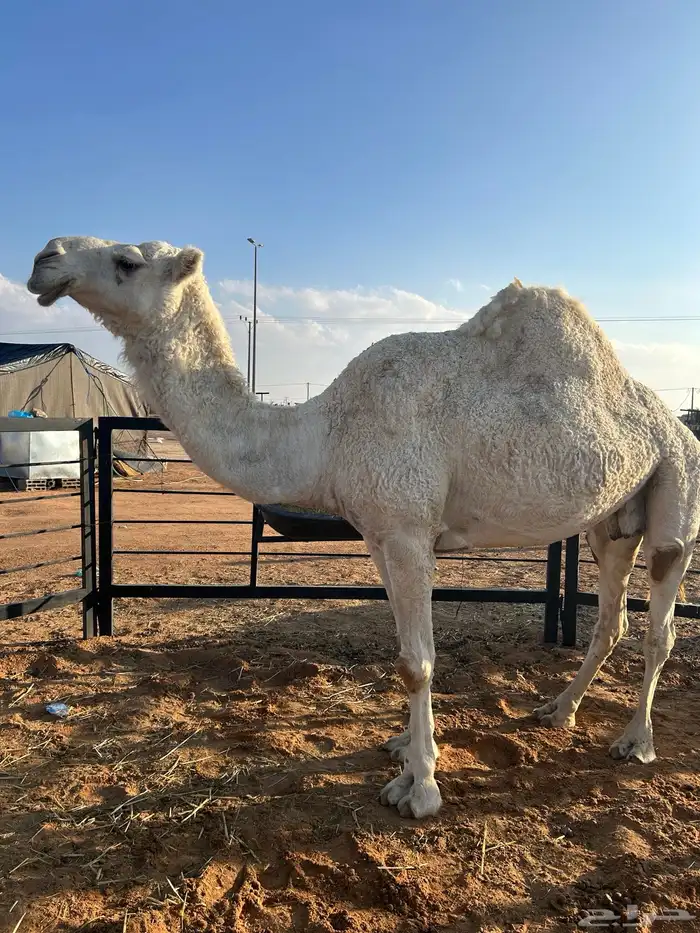 ضريب طيبه للبيع 0