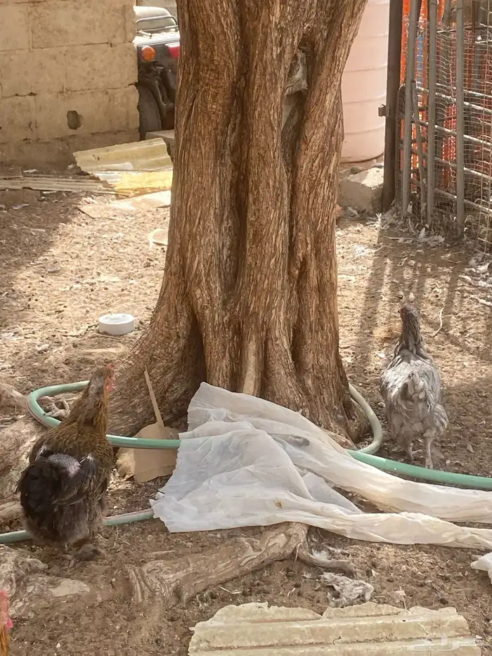 دجاج براهما 0